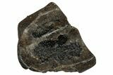 Fossil Dinosaur (Triceratops) Shed Tooth - Montana #339765-1